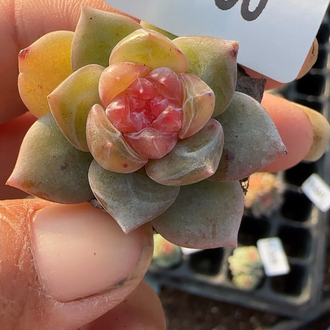 小卡拉米糖心一物一拍