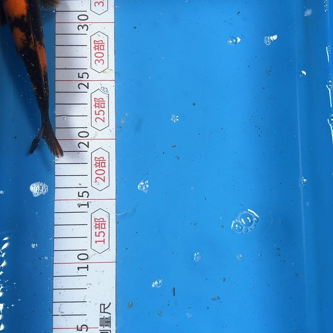 锦鲤鑫泓锦鲤养殖