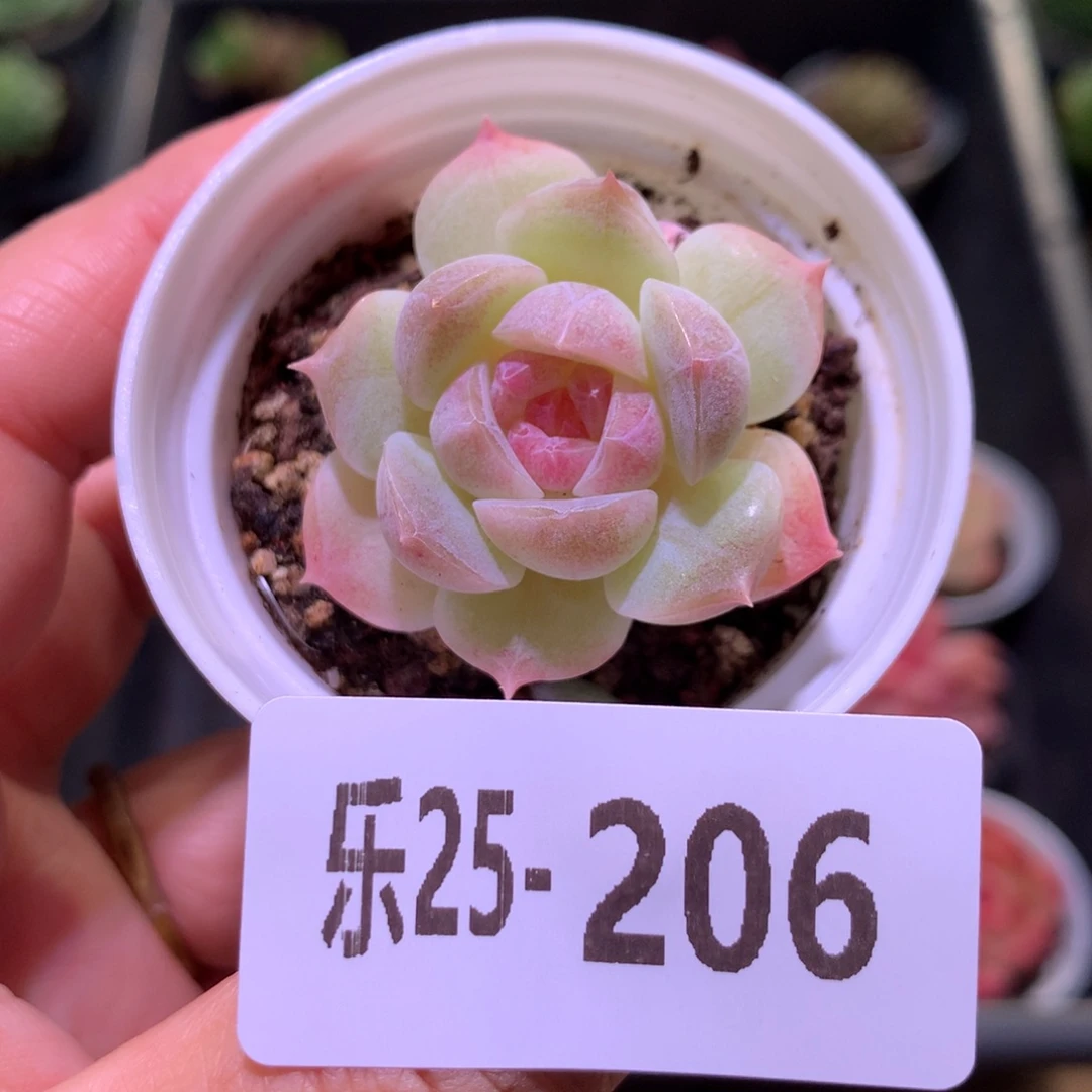 乐然25-206 新品单头