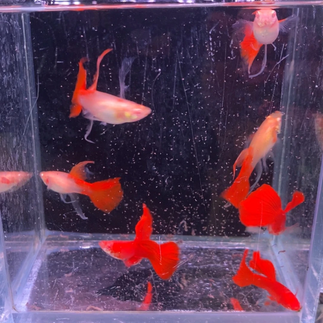 孔雀鱼血红大C四对鱼