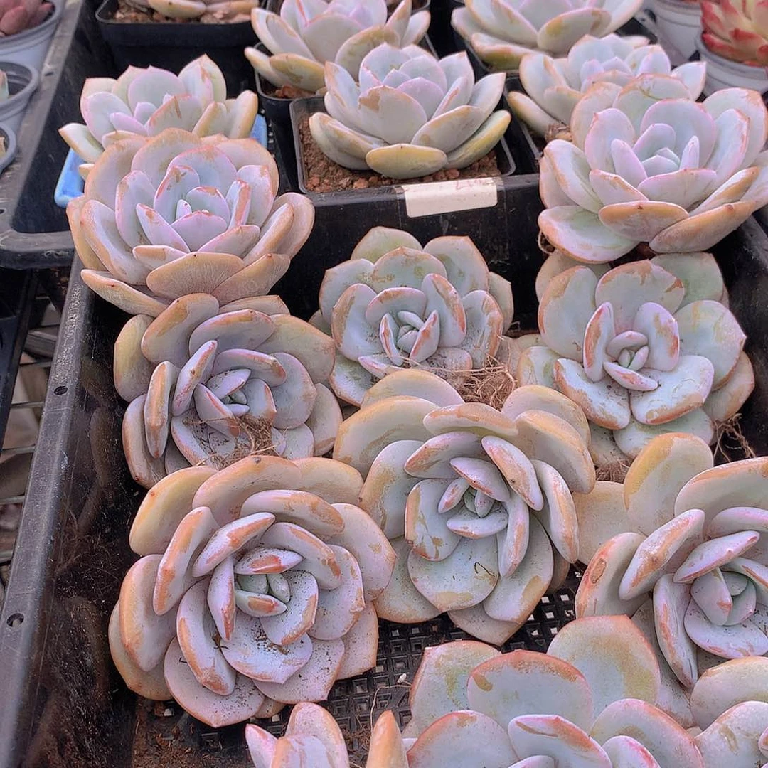 韩奶茶3467899900000