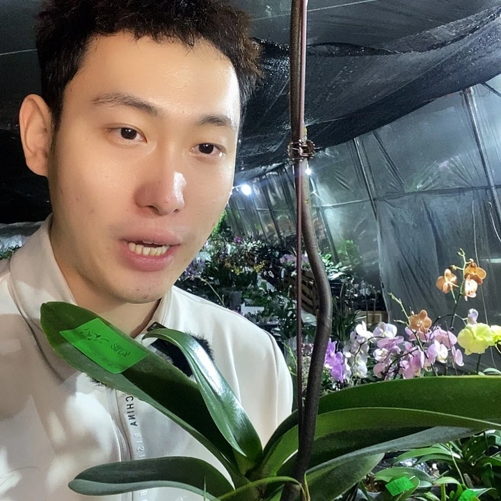 无花朵幻影蝴蝶兰