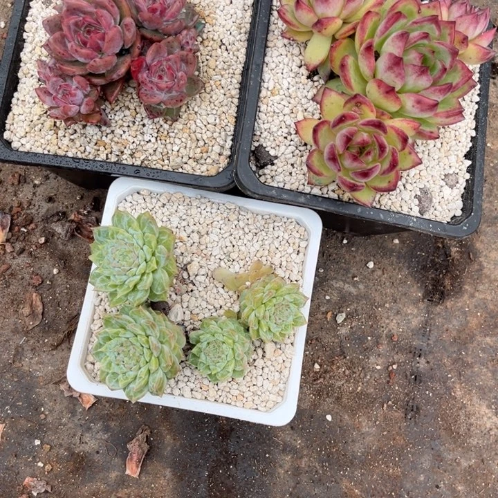 裴***裴619 617 615 一批3颗55555