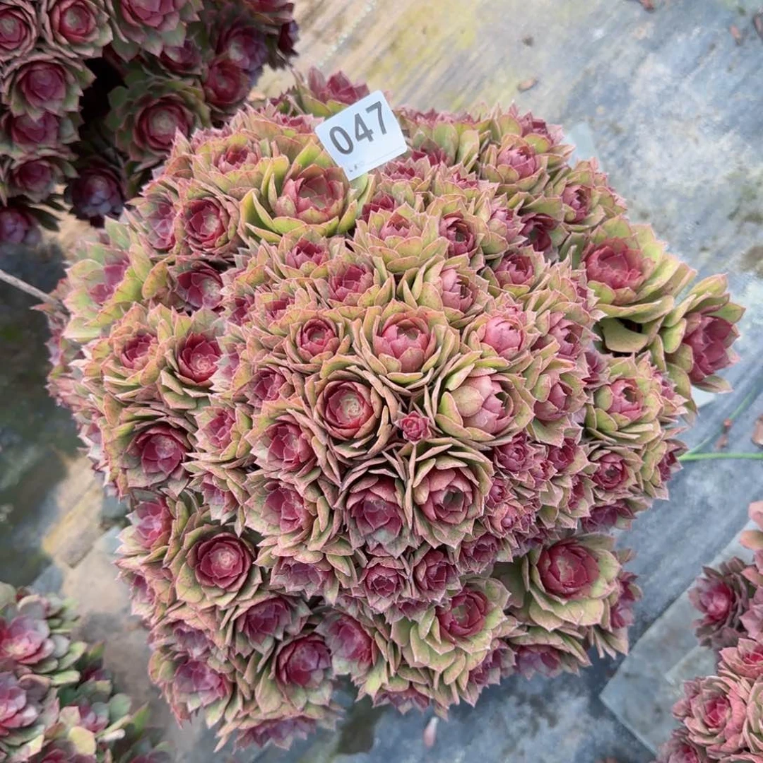 047多肉植物桃花