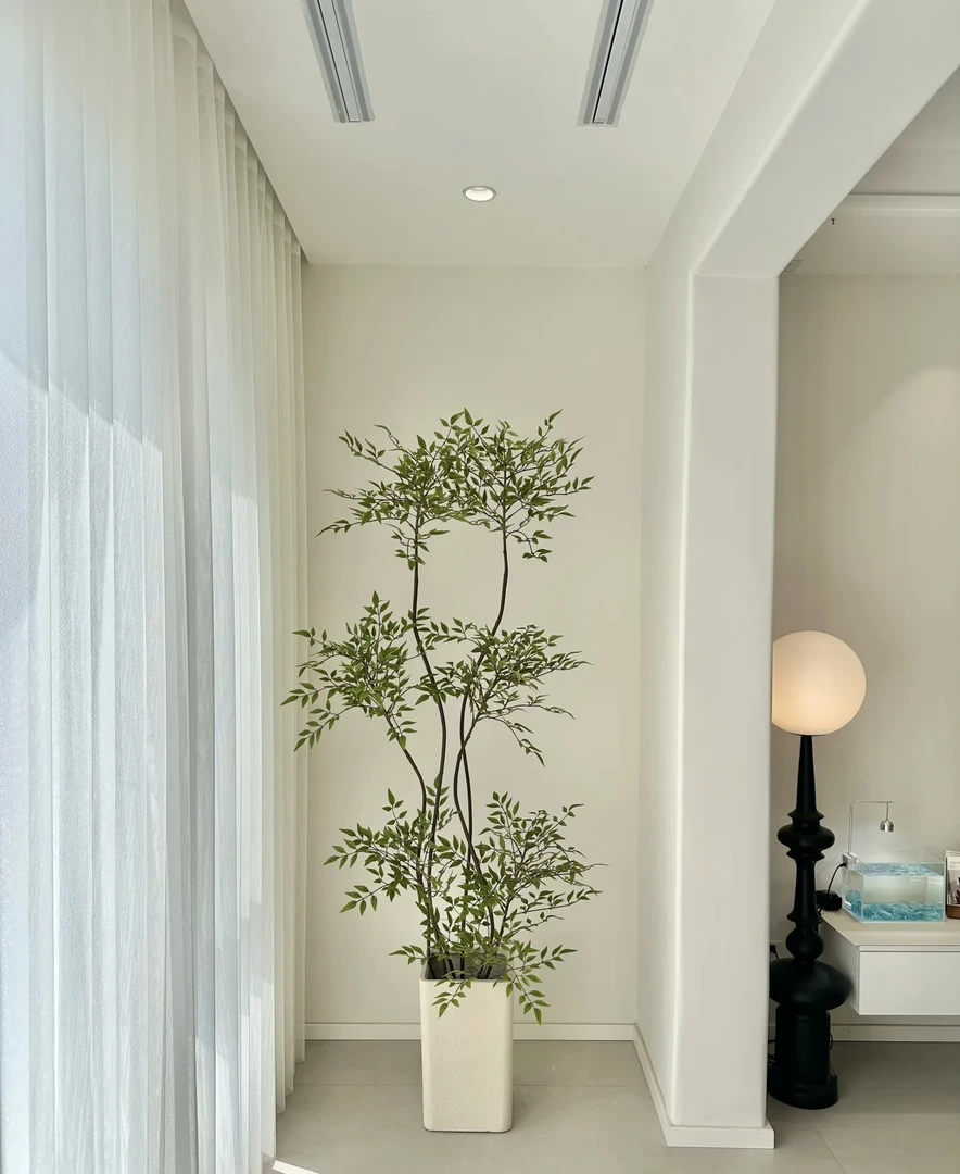 造型南天竹真树盆栽大型绿植适合客厅办公室四季常青