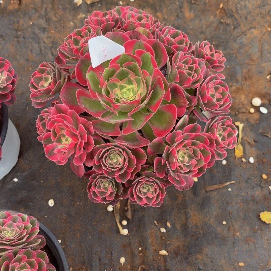 云南七彩石法师多肉5号