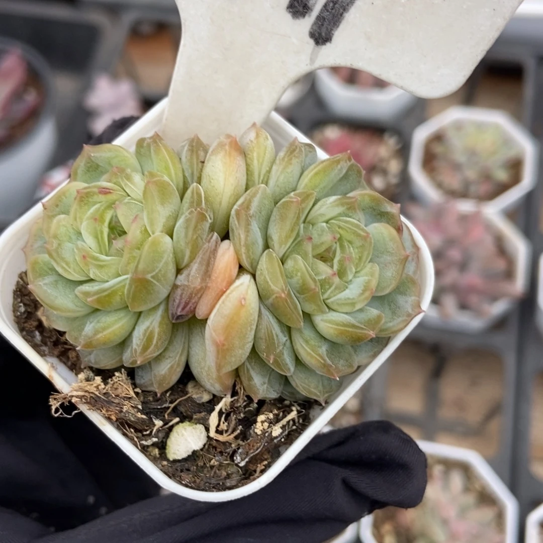 1991白恋多肉植物多肉