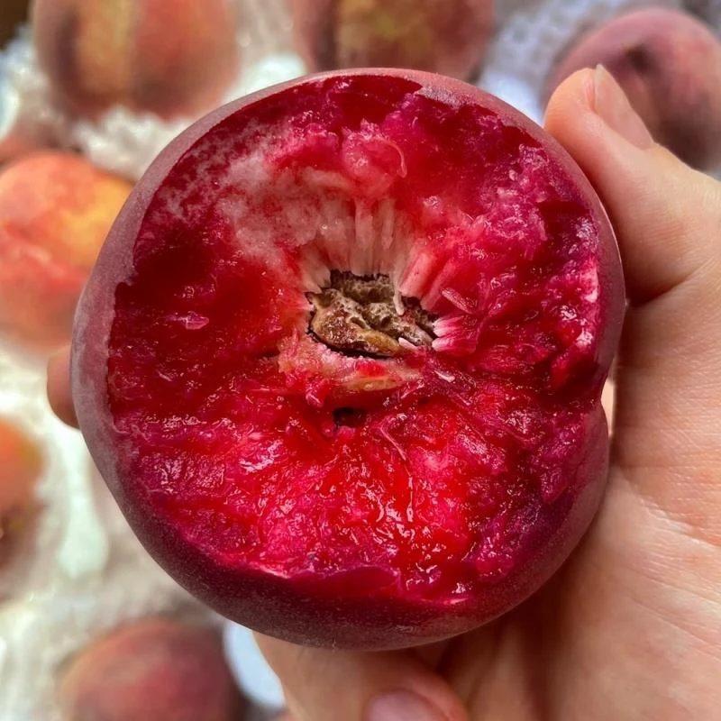 中华血桃树苗南北方种植嫁接桃树苗盆地栽紫肉桃苗果树苗当年结果