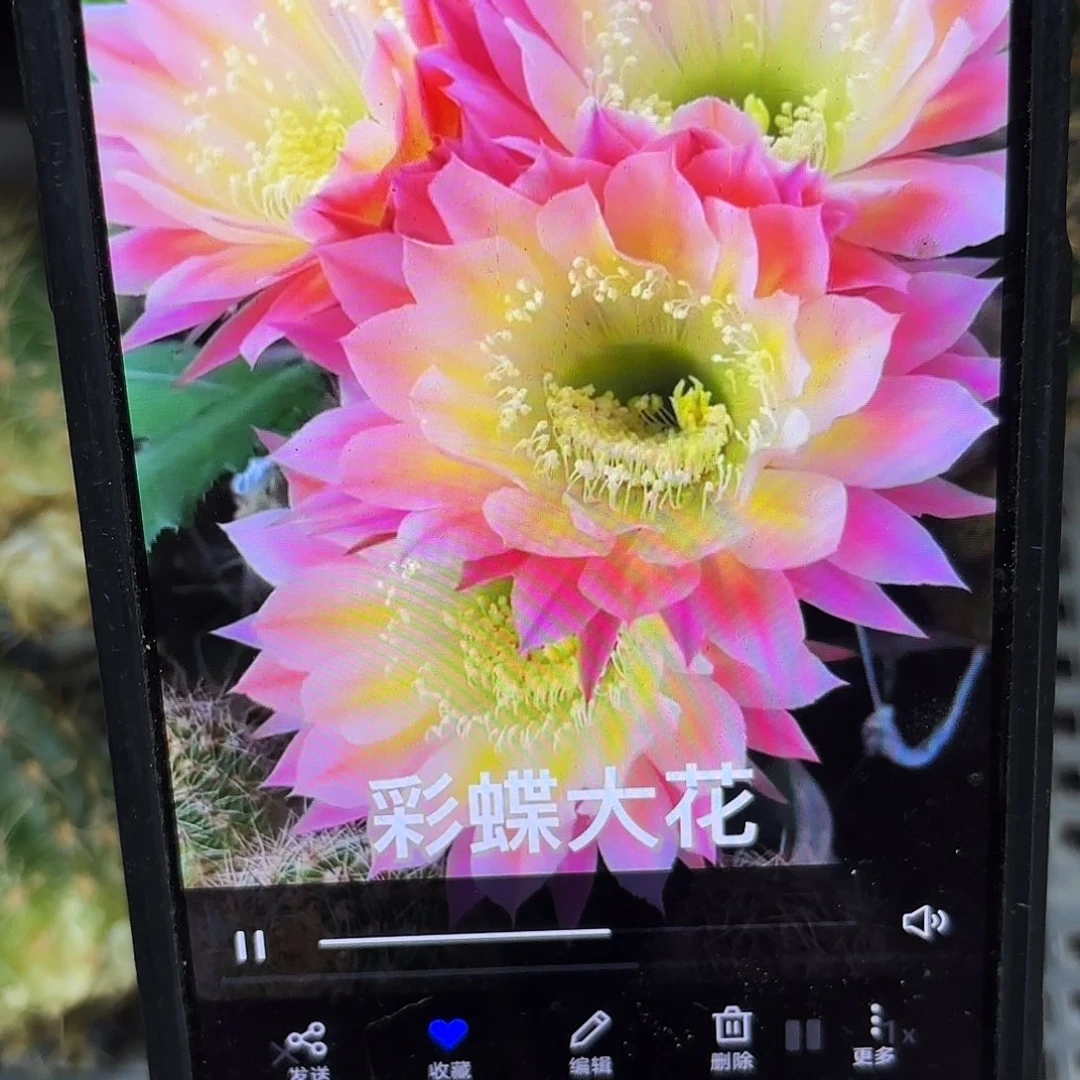 彩蝶歪彩侧牙20包邮仙人球35