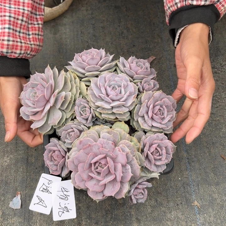 棠颂花卉一物一拍露娜莲 随风