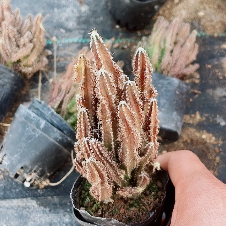 福利石生根万重山群满25包邮