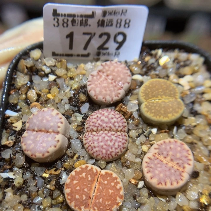 Sss精品生石花1729