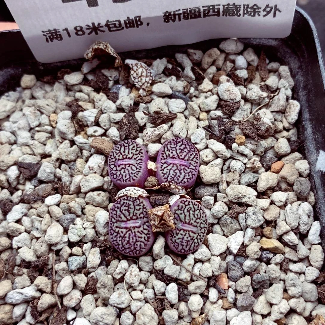 4945。