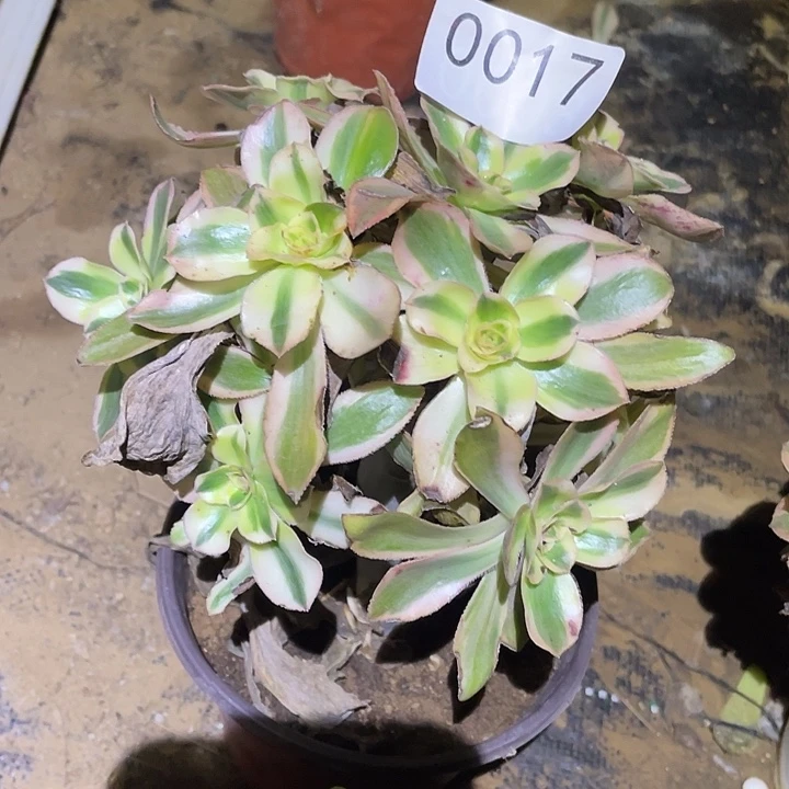 多肉植物法师17燕姿锦