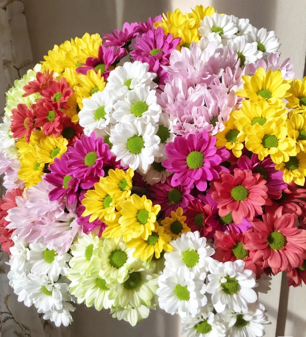 【混色三文鱼小菊】云南基地直发鲜花芳香好看漂亮