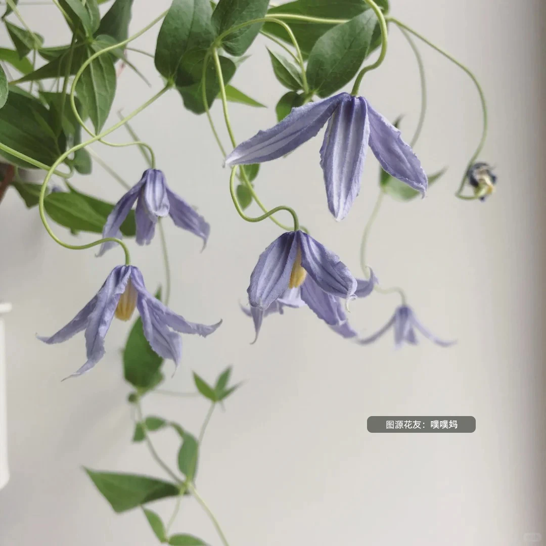 种花王大爷铁线莲花裸根紫色旋律攀援庭院阳台爬藤植物花卉