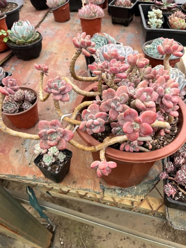 洛神多肉一物一拍