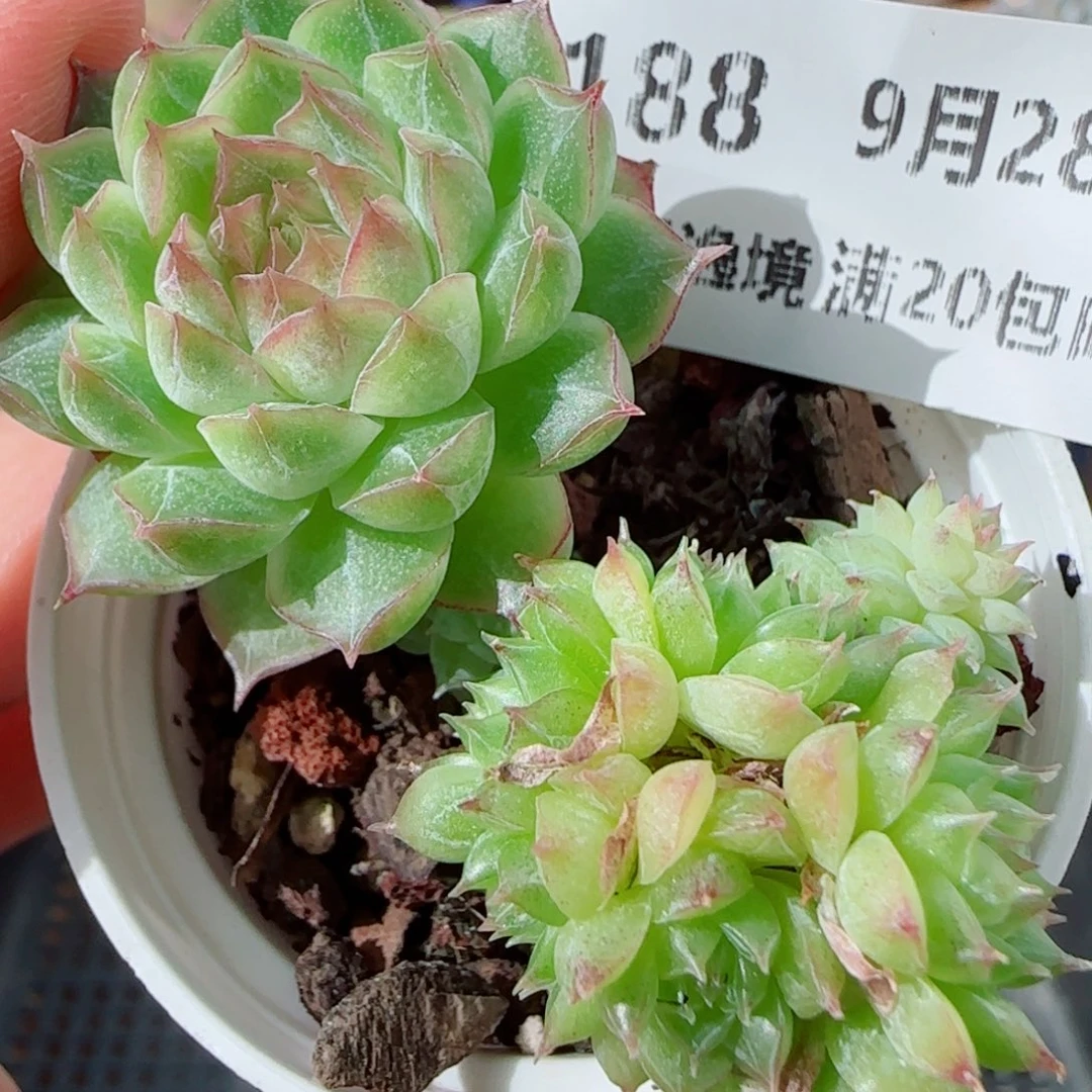 花语逸镜0928-188散