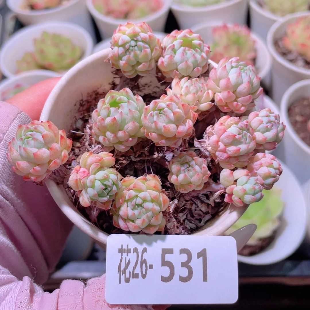 花利美26-531小粉莓