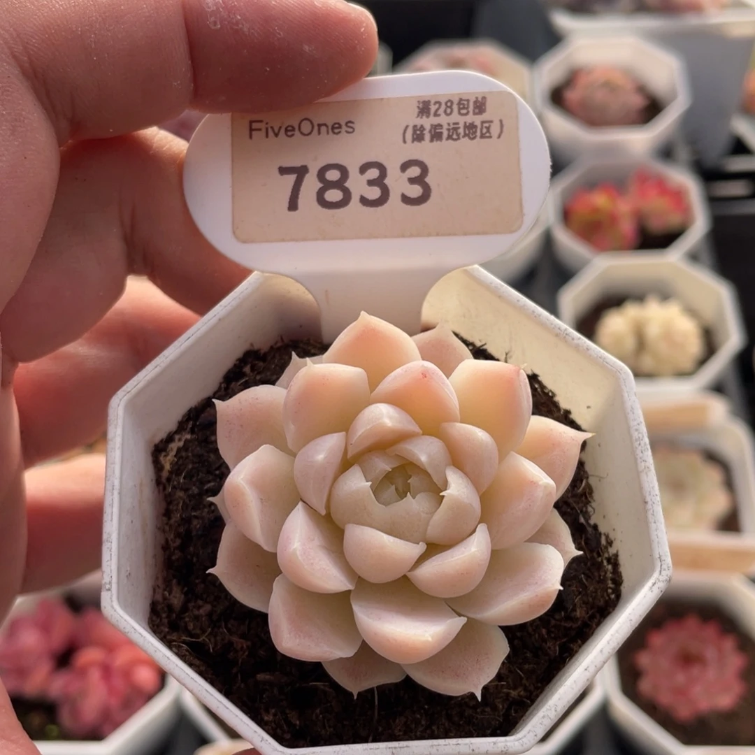 白月影7833-5厘米