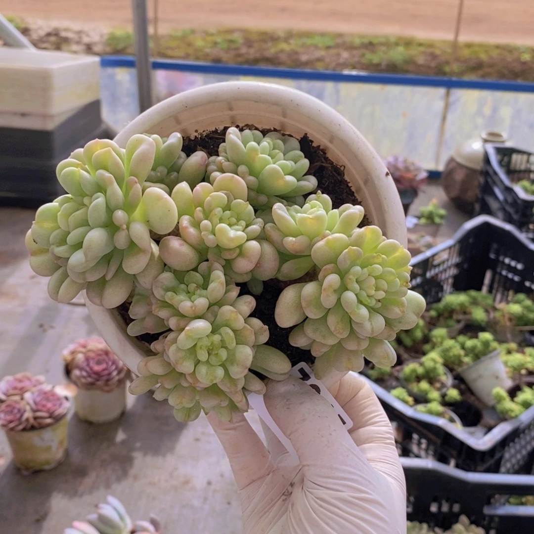 7845比尔盖茨一物一拍