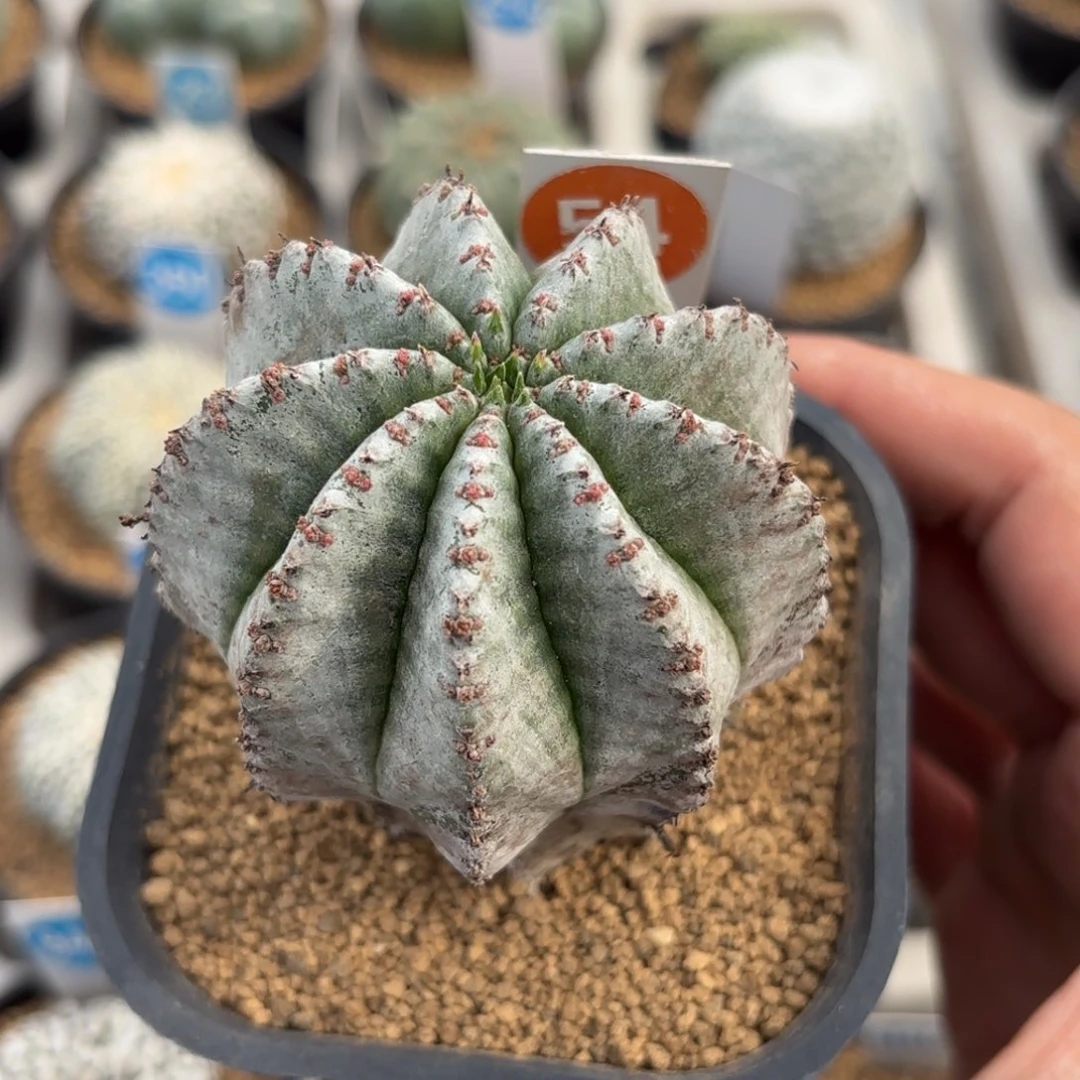 54白衣魁伟玉带盆带土发货