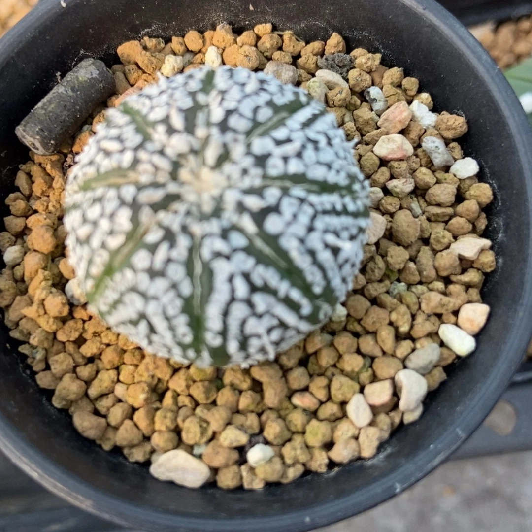 金***宴无刺仙人球开花了，