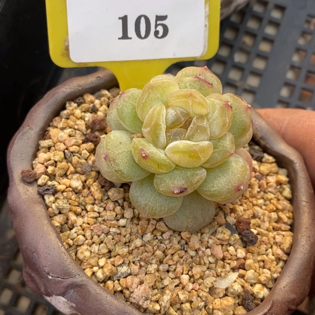 1105白恋石化多肉植物