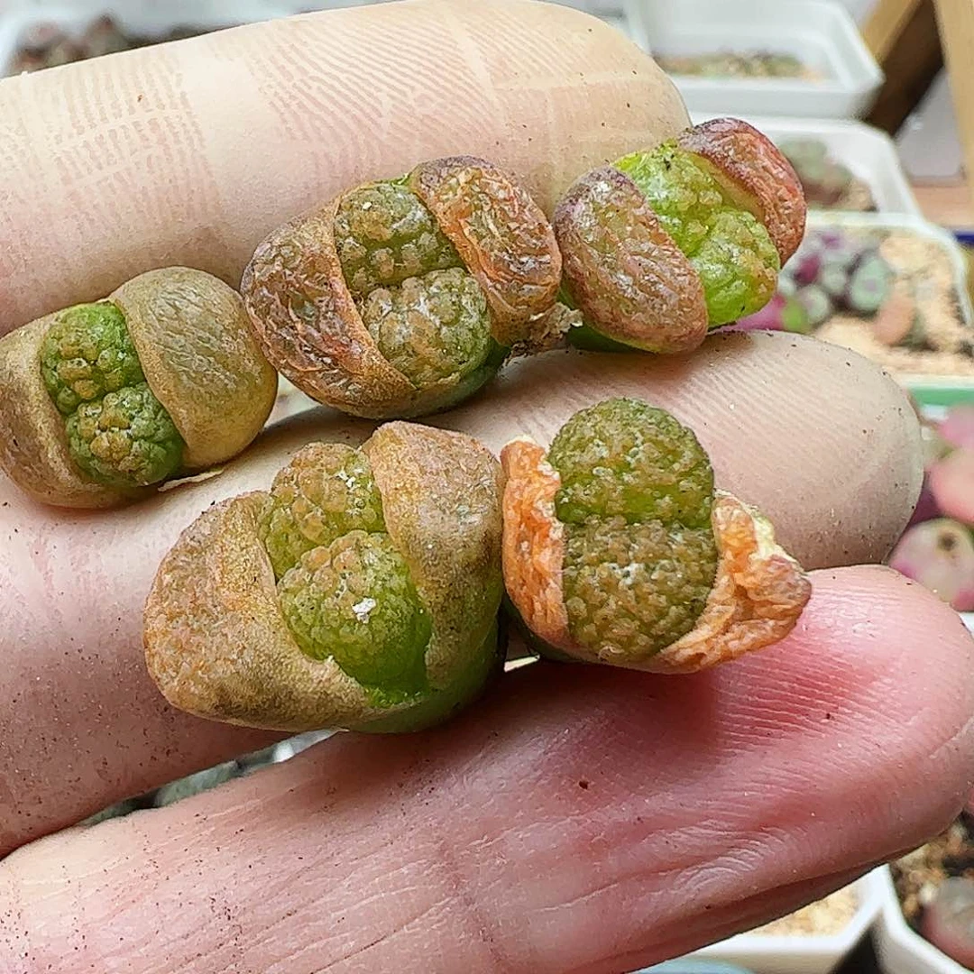 超级蛋糕一手包邮……………………………