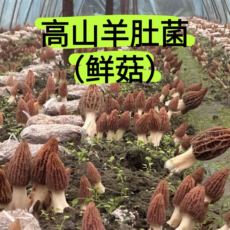 2025年新鲜羊肚菌 精品头茬 煲汤食材 汤鲜味美