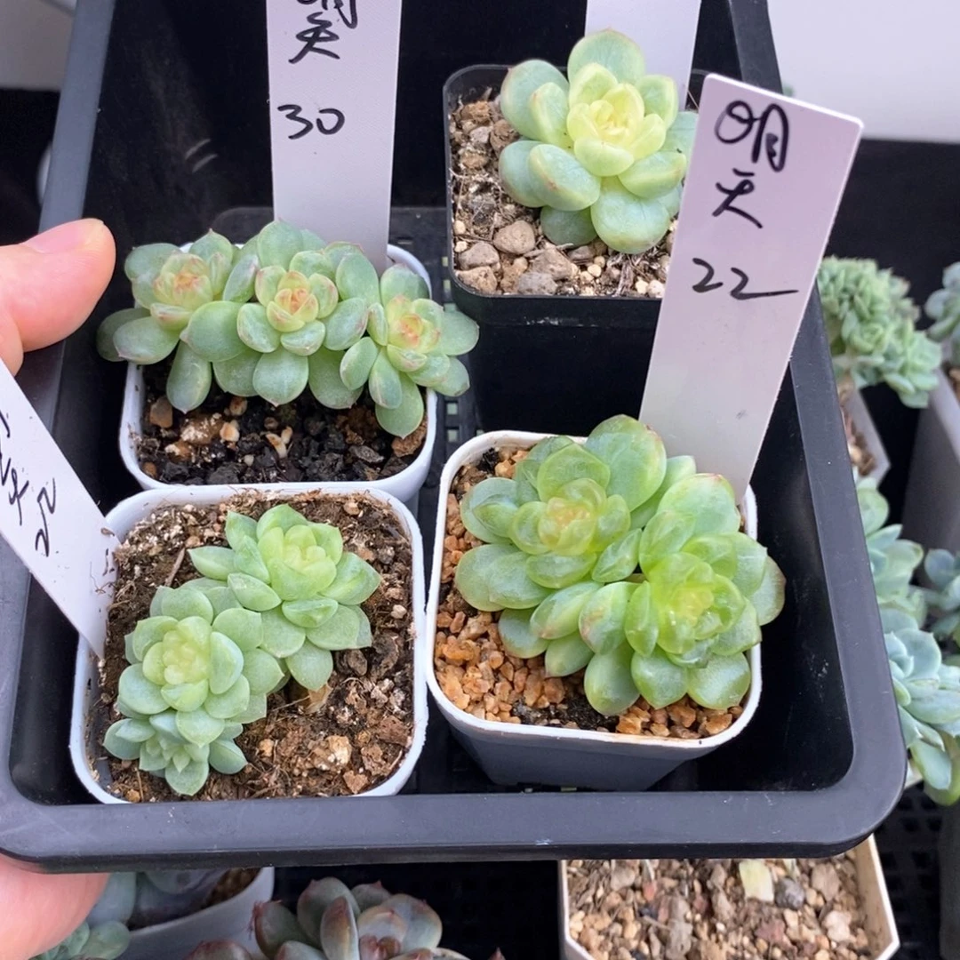 明天四颗一组包邮