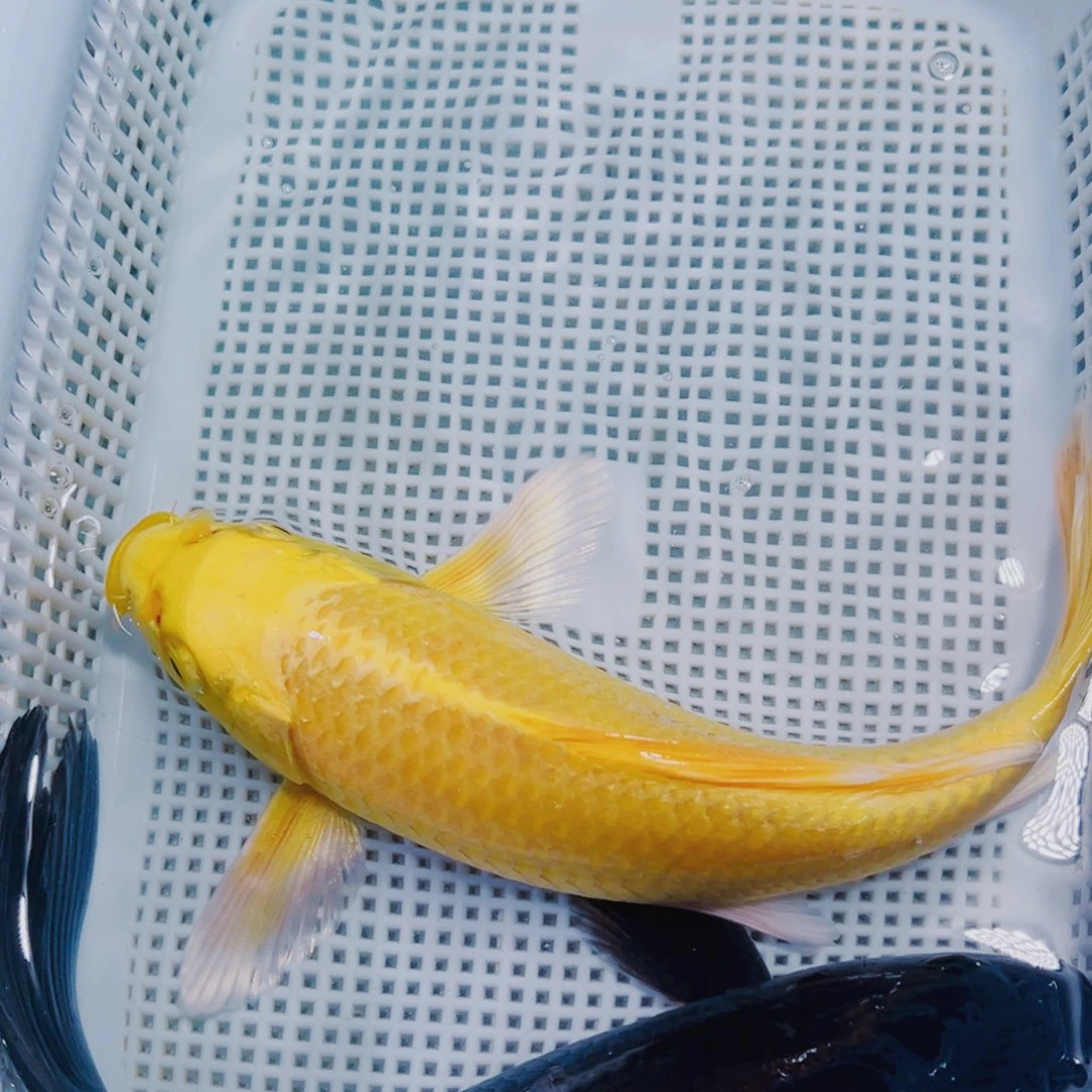 海水鱼锦鲤观赏鱼