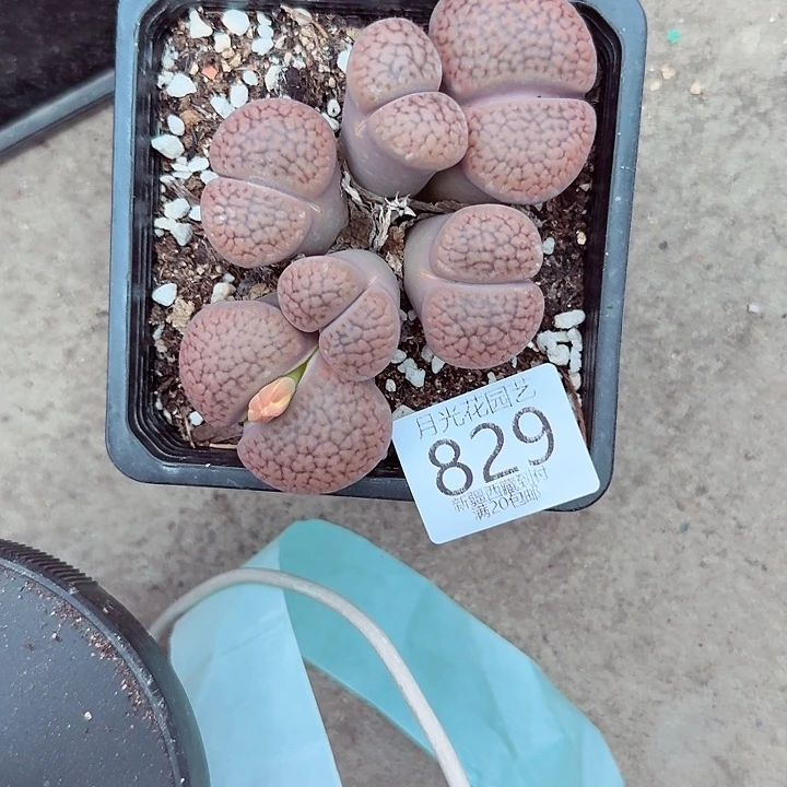 是的哦亲爱呢亲爱你829