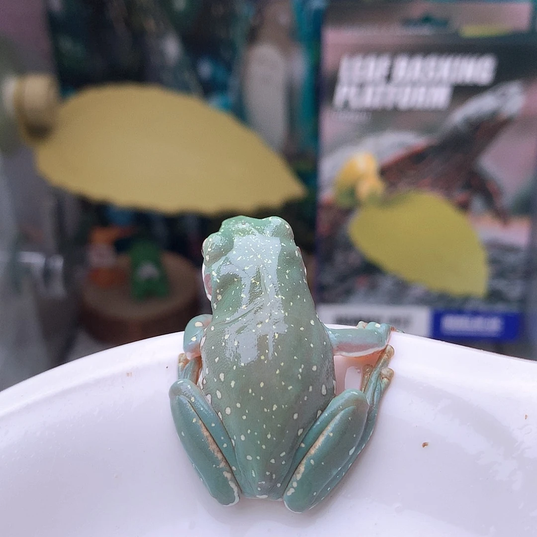 老爷树蛙7号精品金色满天星暴雪推荐