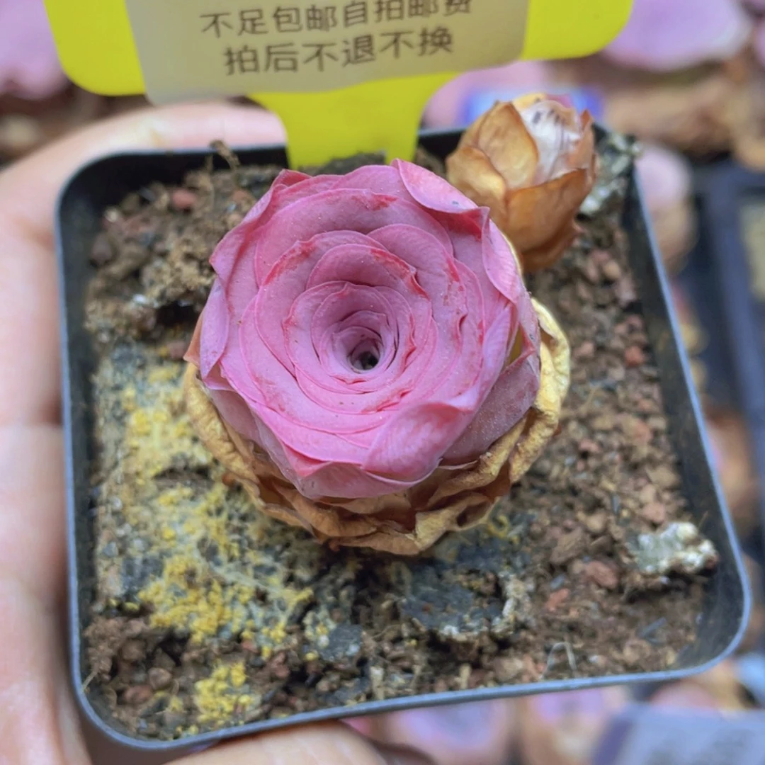 a***e山地玫瑰J266爱心会员抵扣215