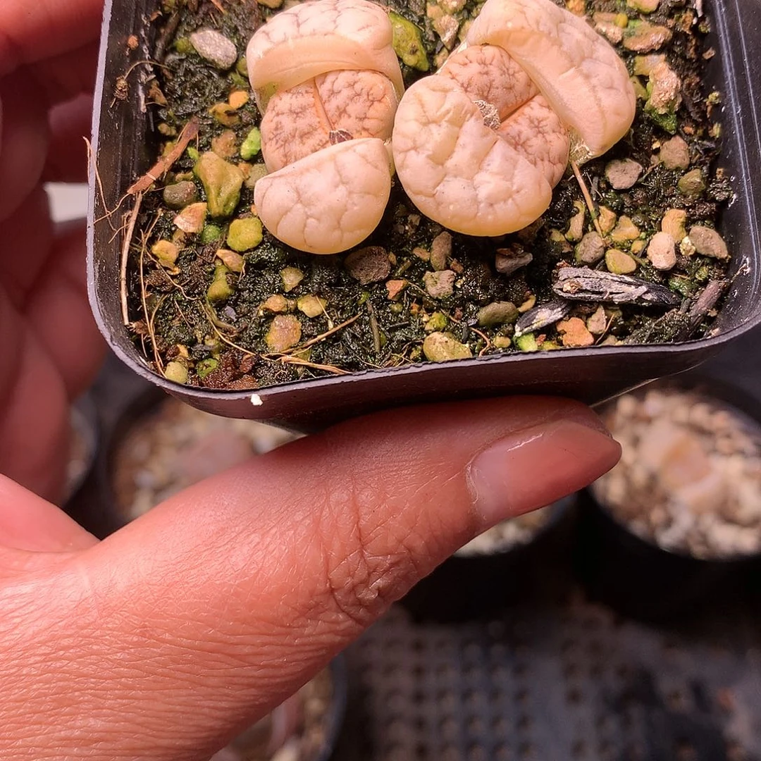 A61多肉植物保护研究所