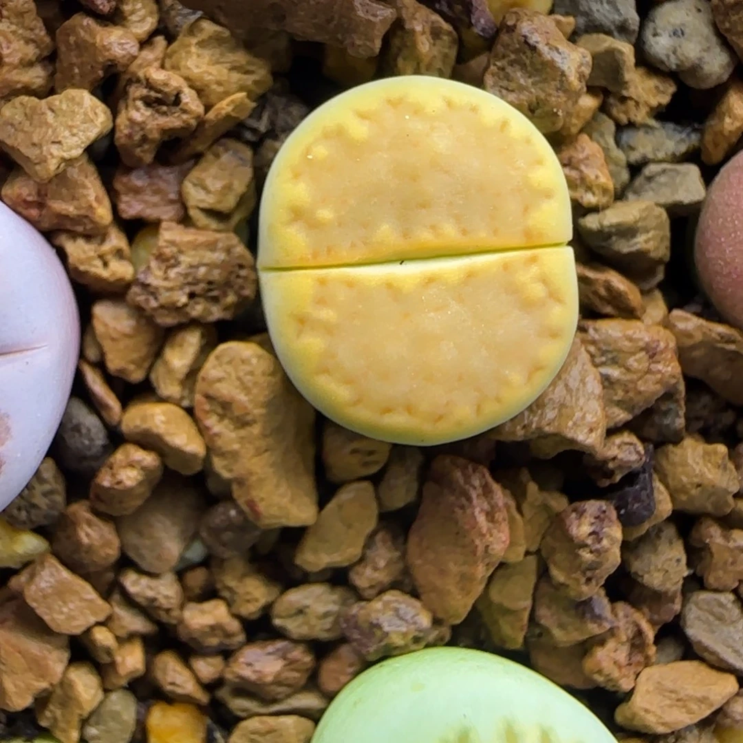 黄饼干大棚直播30包邮