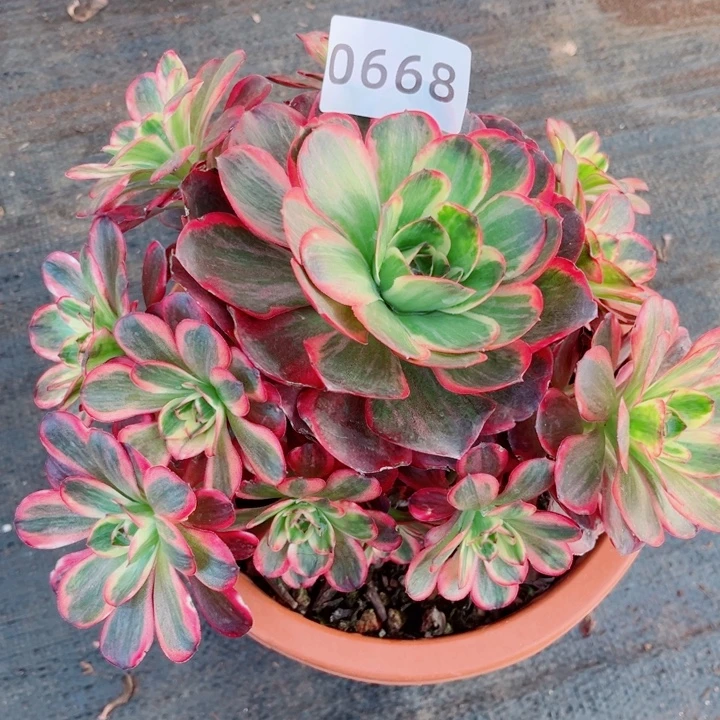 魅金玫瑰锦特价多肉发货