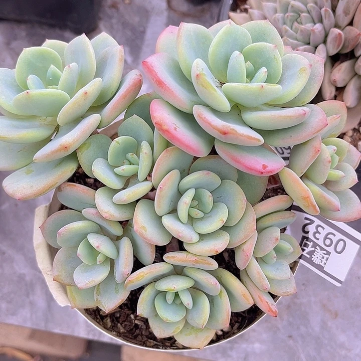 白月光0932多肉植物