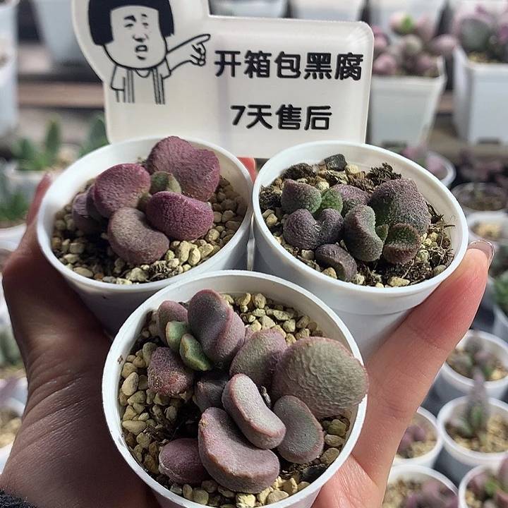 新手组合2 —专拍专拍专拍