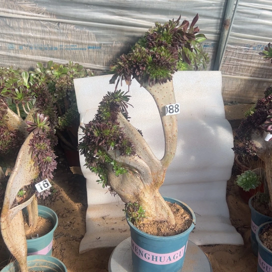 有伤黑缀088高度43