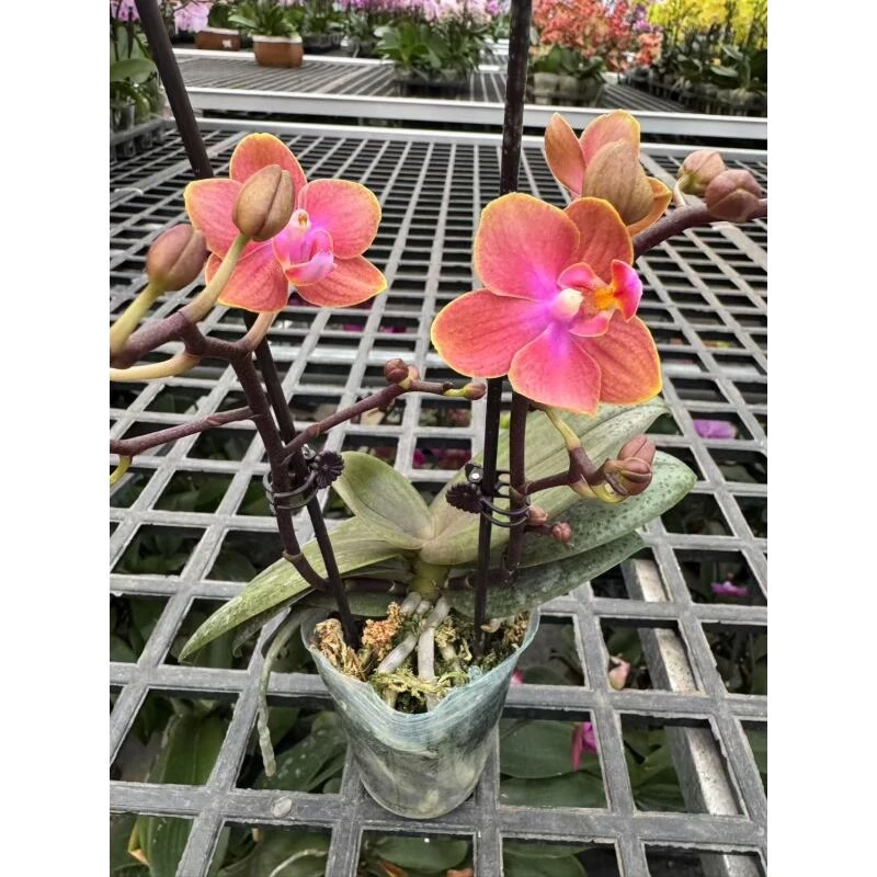 蝴蝶兰[魔法城堡]昆明直发