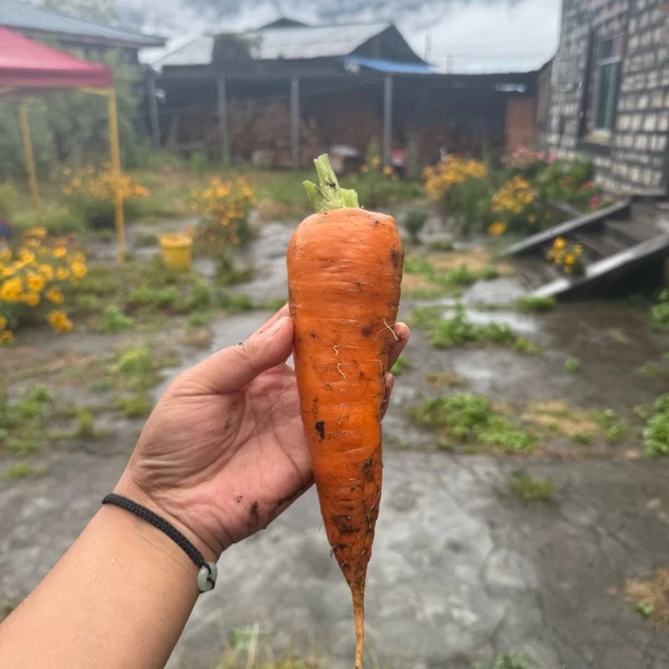 易贡农家自种现挖现发脆甜可口沙地胡萝卜