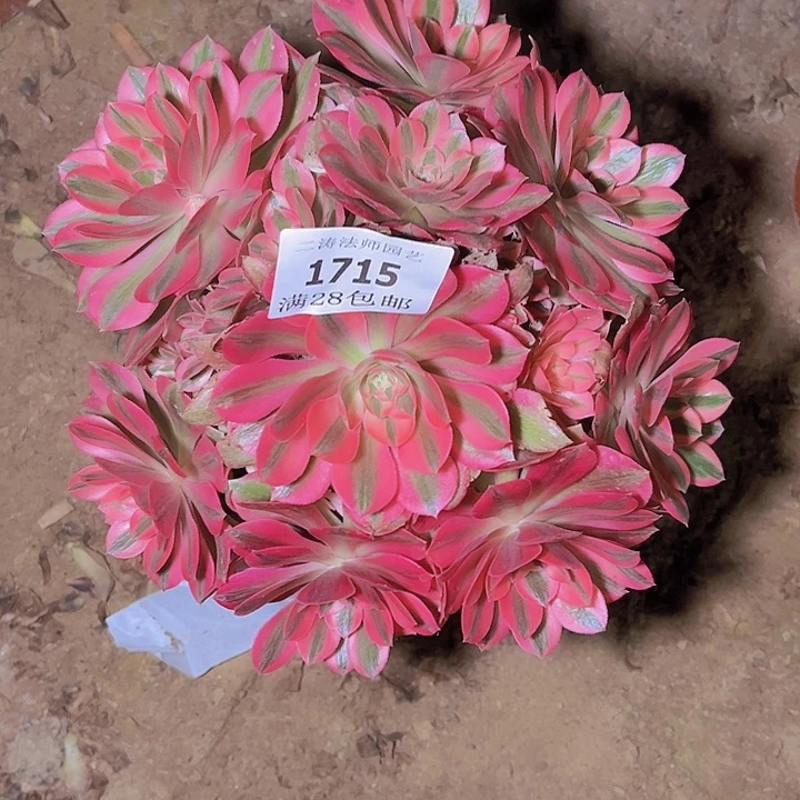 欣**?1715粉女巫多肉植物老桩