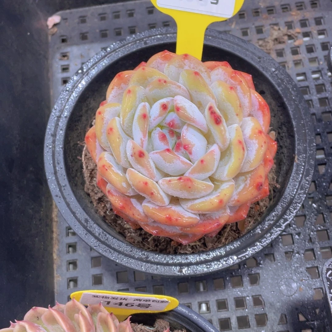 148号 老桩母本韩橙单头一个