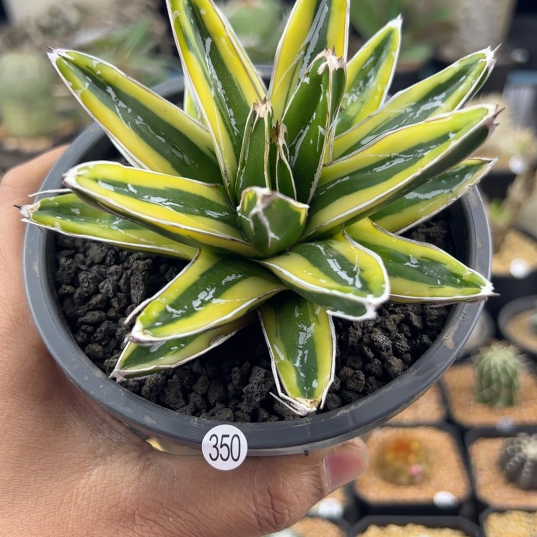 辉山龙舌兰一物一拍350