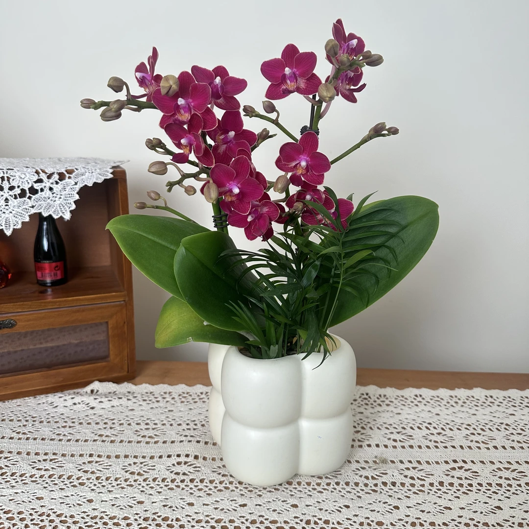 慕兰优选【樱桃】蝴蝶兰花 艺术摆件客厅门面花艺优雅造型1-2