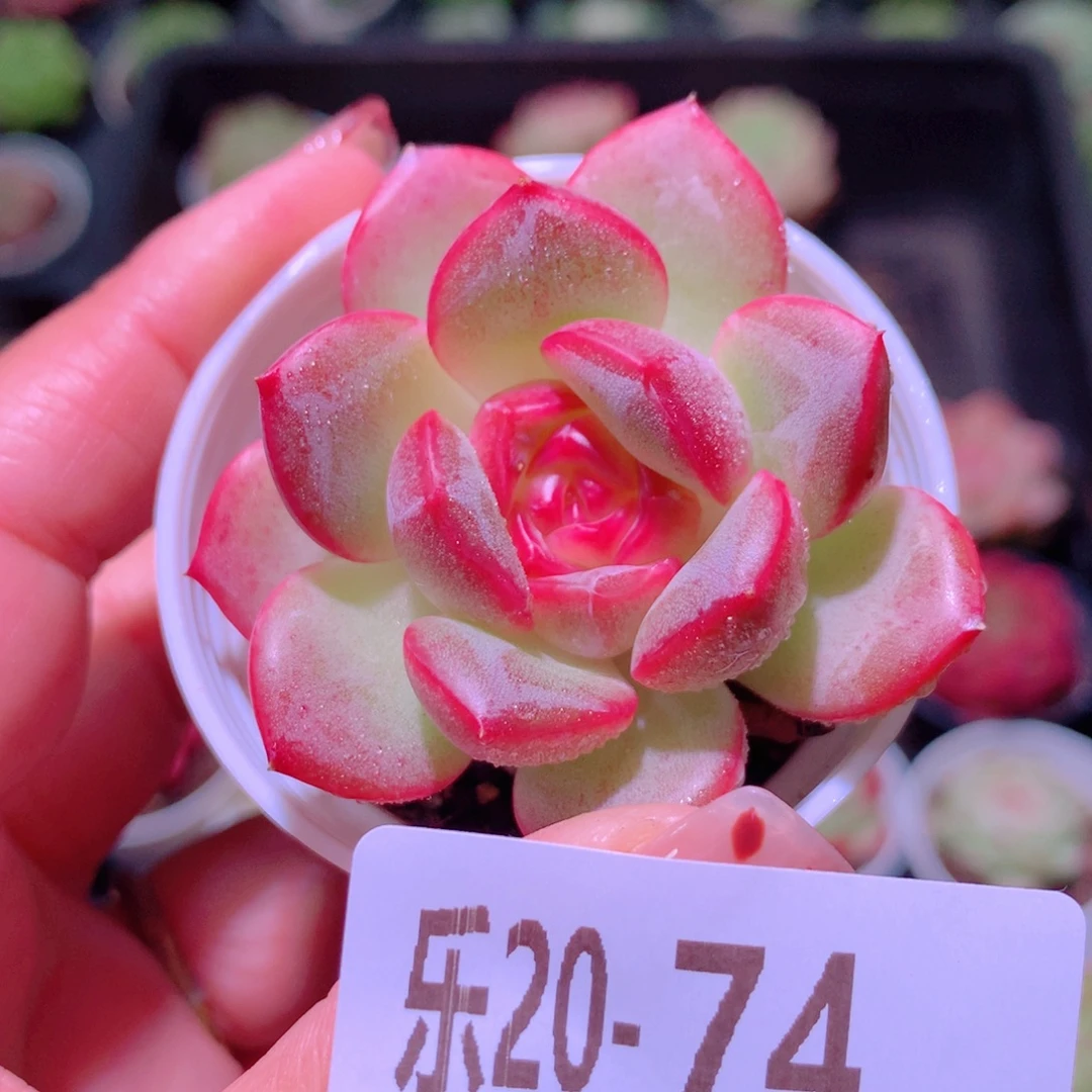 乐然20-74 新品单头