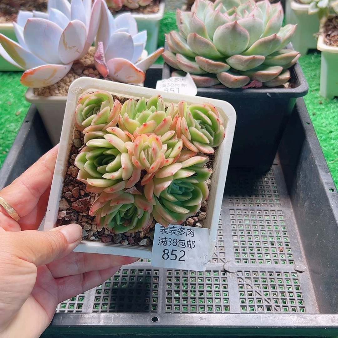多肉一物一拍植物852