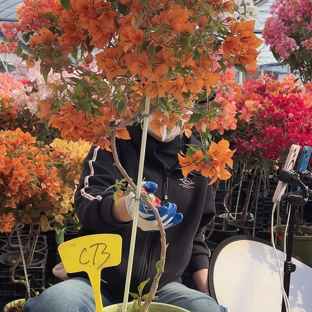 r***d大部分花苞少量开放C73橙桑巴